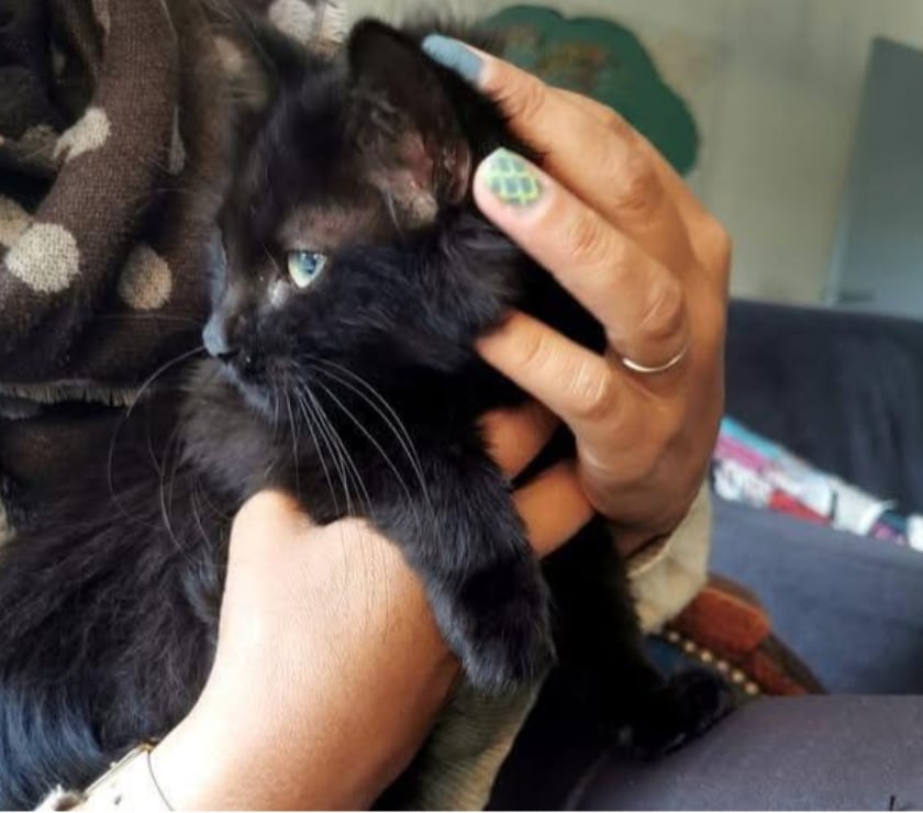 Don animaux St Peray Ardèche - Photos Vivastreet Chat MYSTIC à l adoption