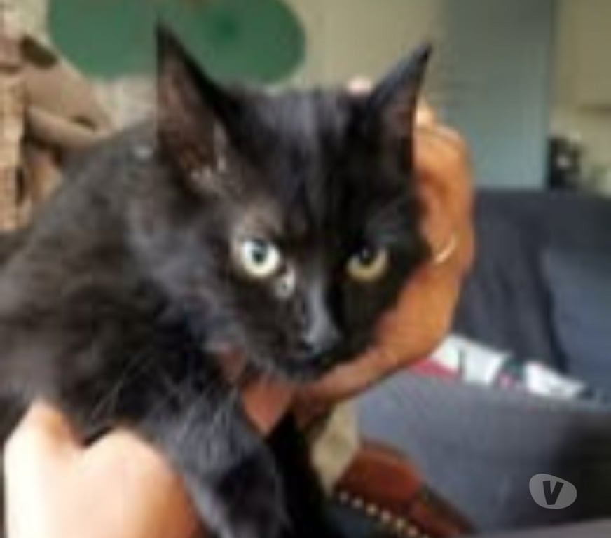 Don animaux Ardèche St Peray - 07130 - Photos Vivastreet Chat MYSTIC à l adoption