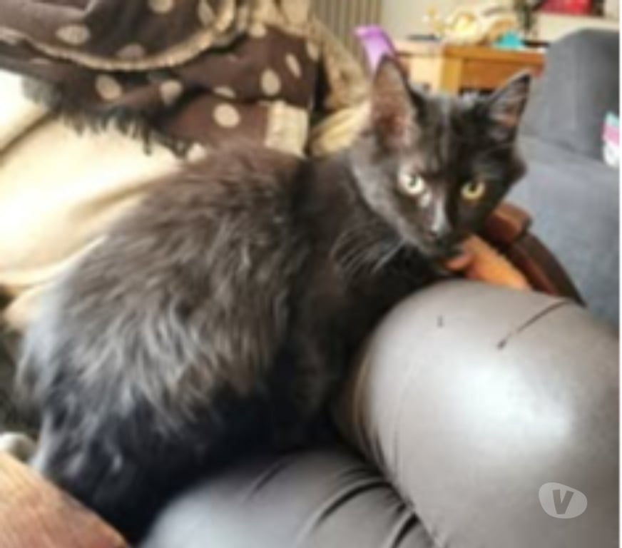 Don animaux Ardèche St Peray - 07130 - Photos Vivastreet Chat MYSTIC à l adoption