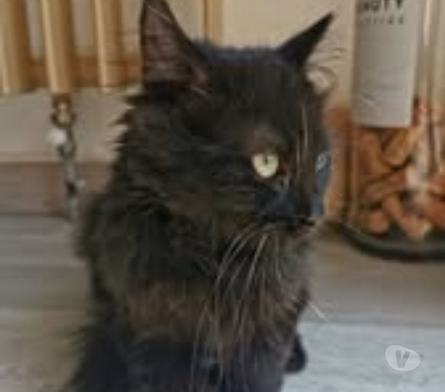 Don animaux Ardèche St Peray - 07130 - Photos Vivastreet Chat MYSTIC à l adoption