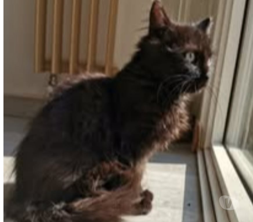 Don animaux Ardèche St Peray - 07130 - Photos Vivastreet Chat MYSTIC à l adoption