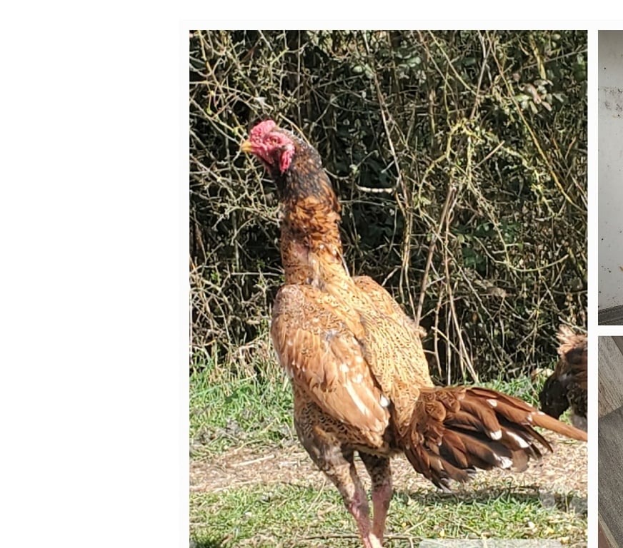 Vente Nord Hazebrouck - 59190 - Photos Vivastreet Jeunes poule viet x shamo