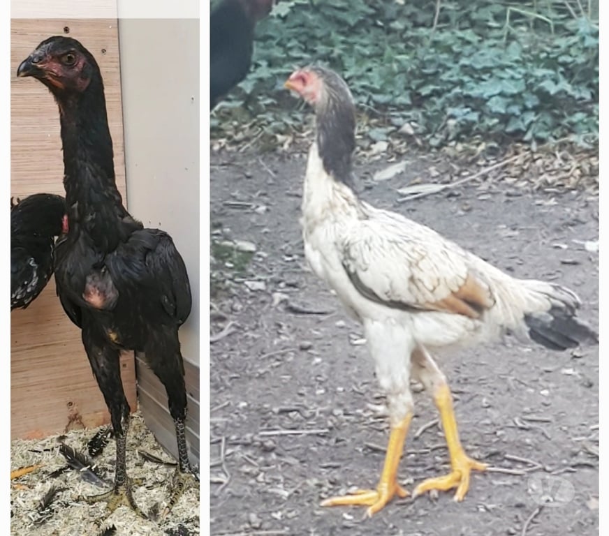 Vente Nord Hazebrouck - 59190 - Photos Vivastreet Jeunes poule viet x shamo