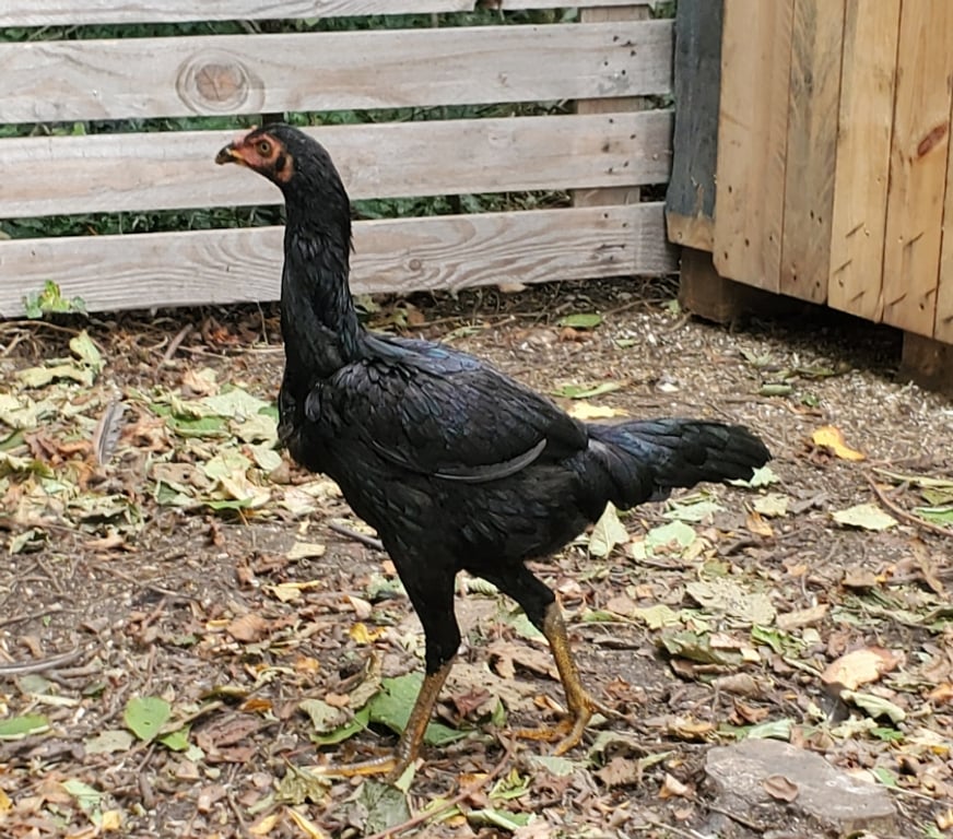 Vente Nord Hazebrouck - 59190 - Photos Vivastreet Jeunes poule viet x shamo