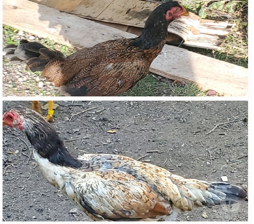 Vente Nord Hazebrouck - 59190 - Photos Vivastreet Jeunes poule viet x shamo