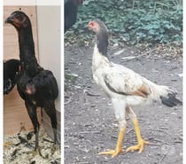 Jeunes poule viet x shamo
