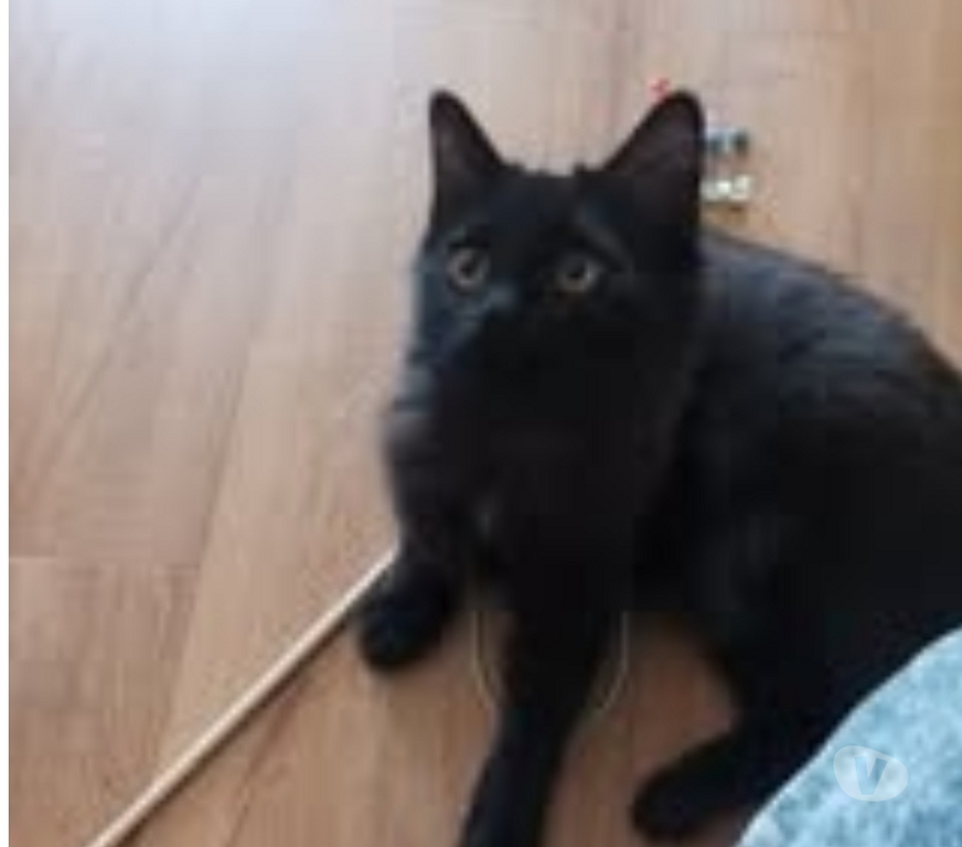 Don animaux Ardèche St Peray - 07130 - Photos Vivastreet Chat ABYSS à l adoption