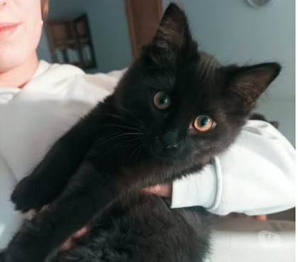 Adoption animaux St Peray Ardèche - Photos Vivastreet Chat ABYSS à l adoption