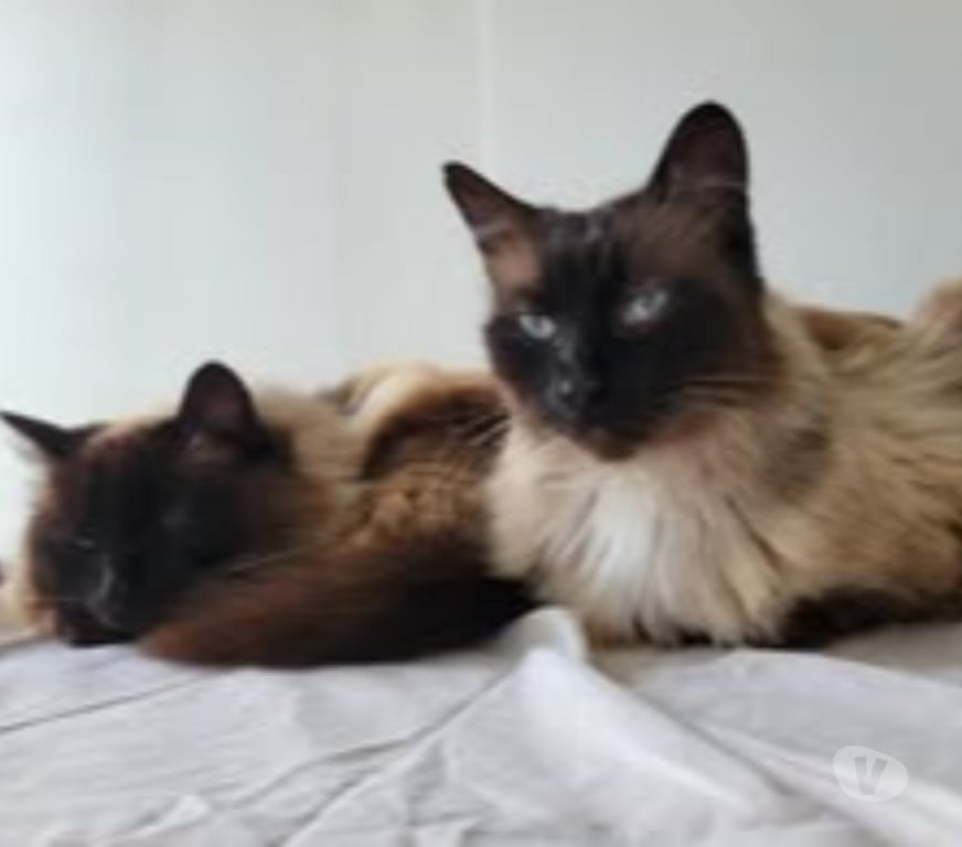 Don animaux Drôme St Restitut - 26130 - Photos Vivastreet Chat MOUMOUNEetBLANCO à l adoption