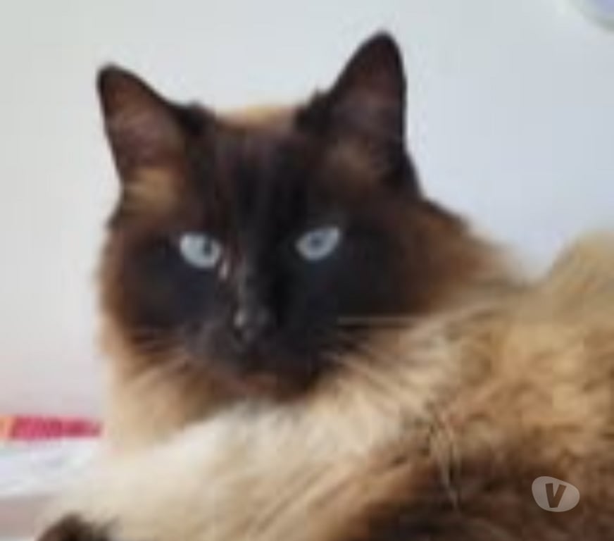 Don animaux Drôme St Restitut - 26130 - Photos Vivastreet Chat MOUMOUNEetBLANCO à l adoption