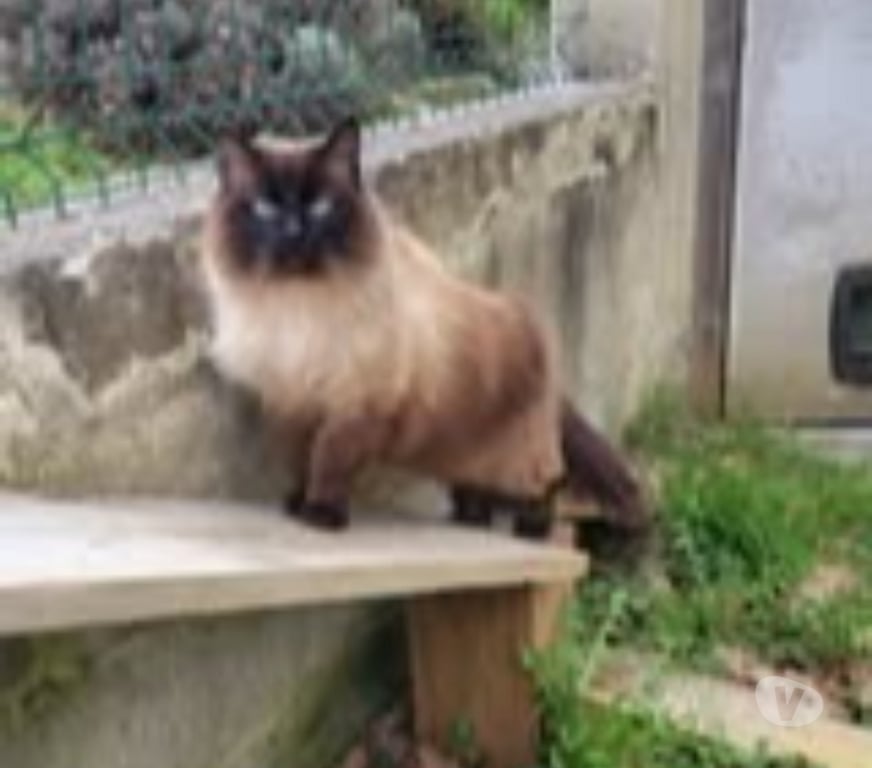 Don animaux Drôme St Restitut - 26130 - Photos Vivastreet Chat MOUMOUNEetBLANCO à l adoption