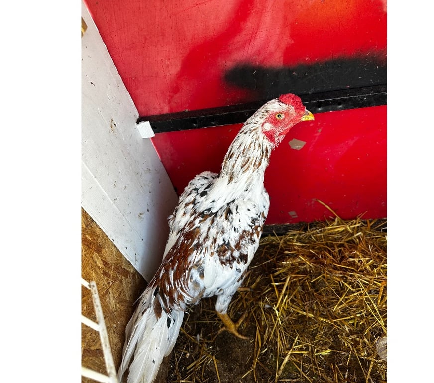 Vente Gironde Blaye - 33390 - Photos Vivastreet Vend coq chamo croiser brésilien 6 mois
