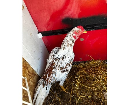 Vente animaux Blaye Gironde - Photos Vivastreet Vend coq chamo croiser brésilien 6 mois
