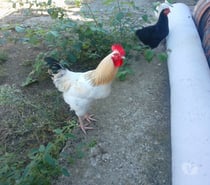 COQ ET POULES DE 7 MOIS