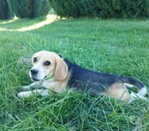Chien VENOM à l adoption