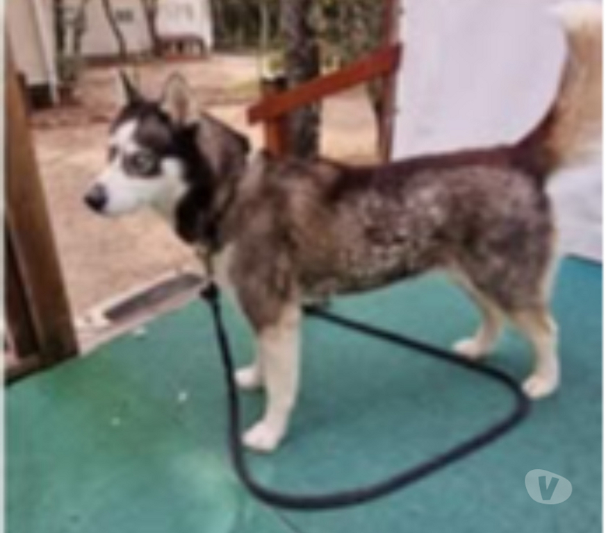 Don animaux Ardèche Orgnac l'Aven - 07150 - Photos Vivastreet Chien SHIVA à l adoption