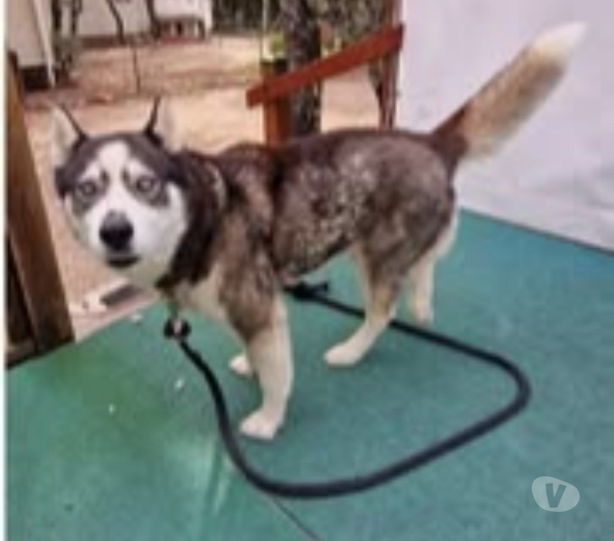 Don animaux Ardèche Orgnac l'Aven - 07150 - Photos Vivastreet Chien SHIVA à l adoption