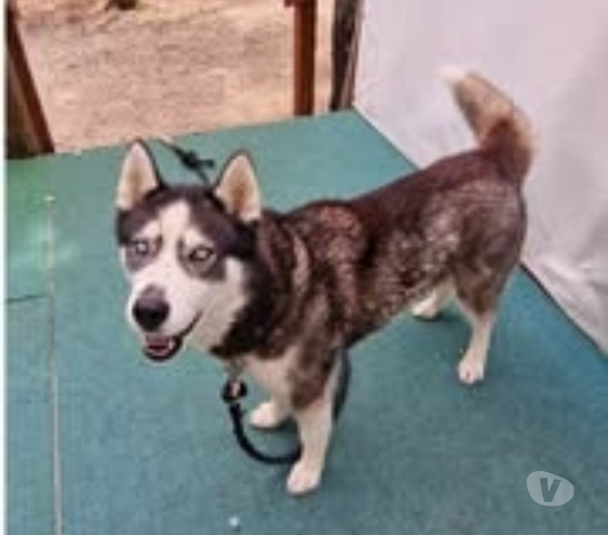 Don animaux Ardèche Orgnac l'Aven - 07150 - Photos Vivastreet Chien SHIVA à l adoption