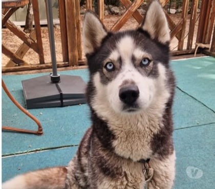 Don animaux Orgnac l'Aven Ardèche - Photos Vivastreet Chien SHIVA à l adoption