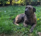 Chien RUBY à l adoption