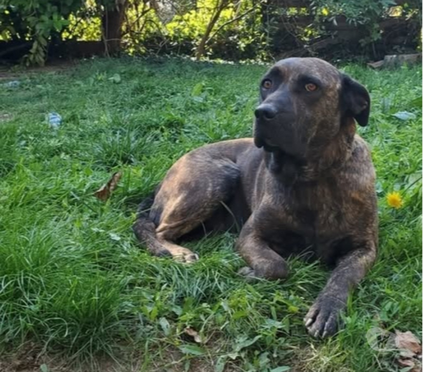 Don animaux Drôme St Restitut - 26130 - Photos Vivastreet Chien RUBY à l adoption