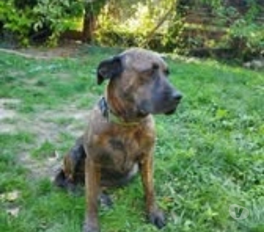 Don animaux Drôme St Restitut - 26130 - Photos Vivastreet Chien RUBY à l adoption