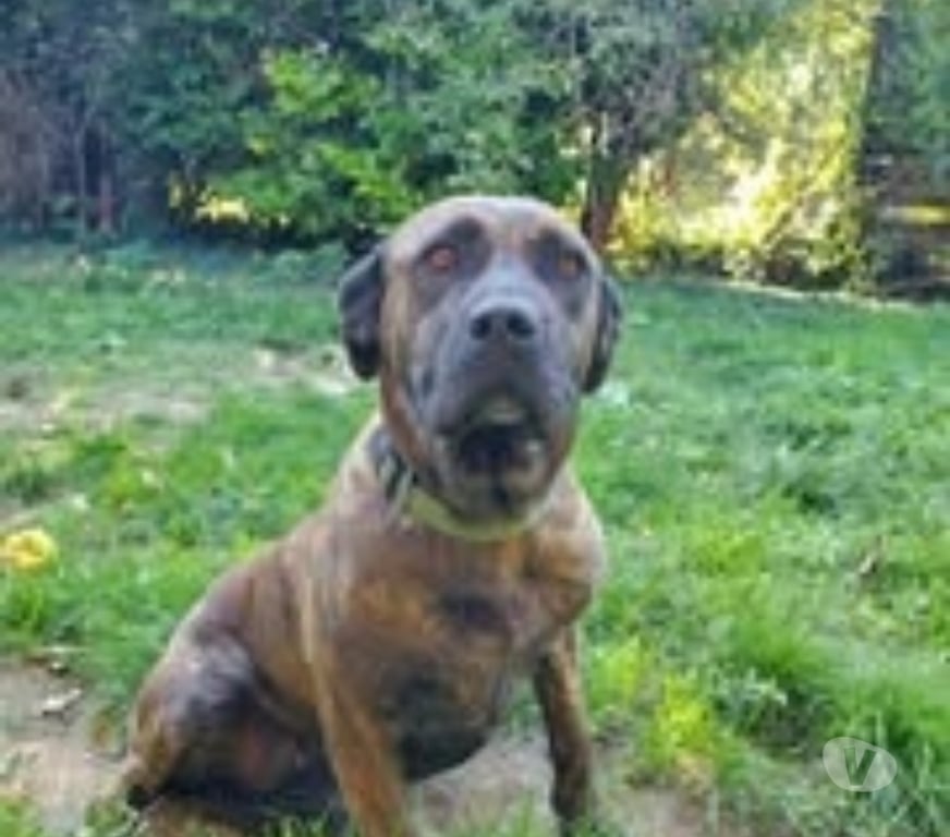 Don animaux Drôme St Restitut - 26130 - Photos Vivastreet Chien RUBY à l adoption