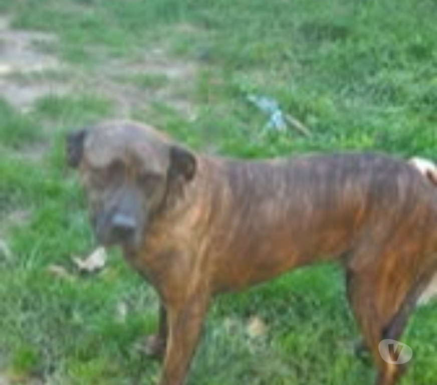 Don animaux Drôme St Restitut - 26130 - Photos Vivastreet Chien RUBY à l adoption
