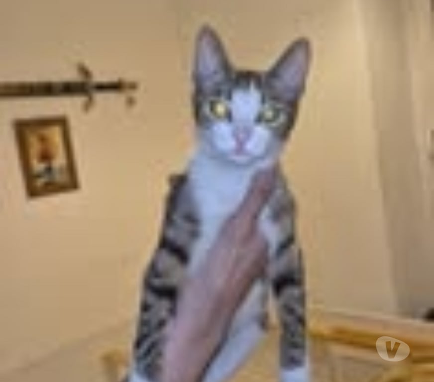 Don animaux Drôme Valence - 26000 - Photos Vivastreet Chat MINNIE à l adoption
