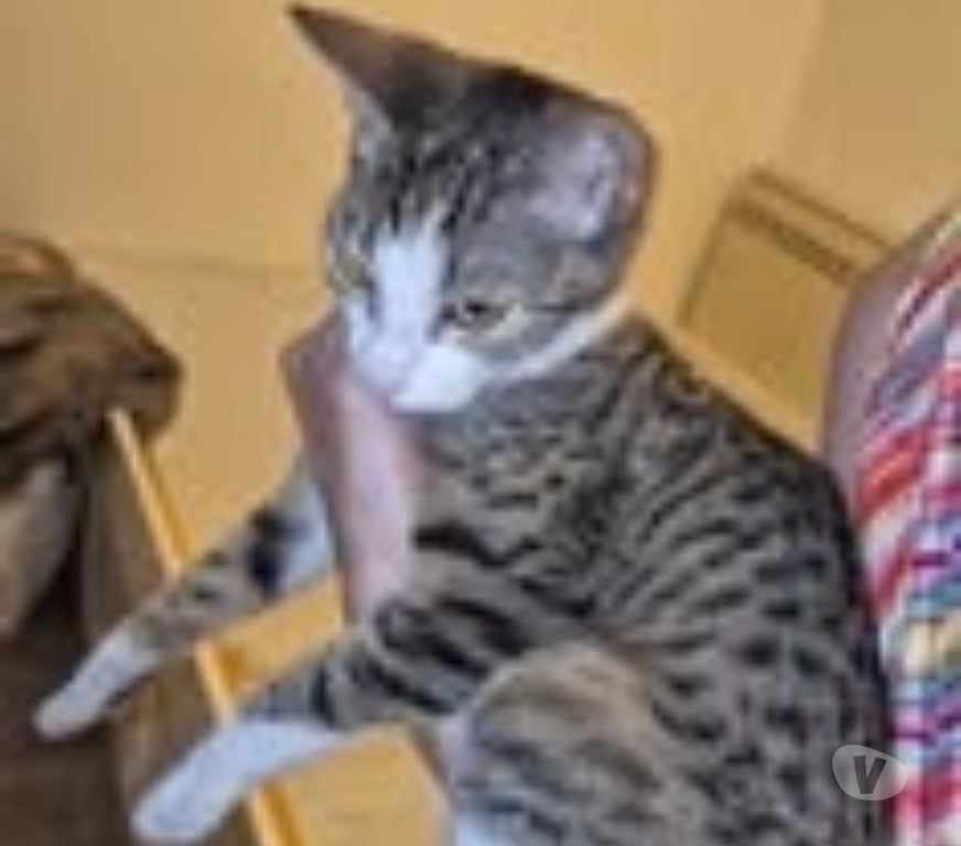 Don animaux Drôme Valence - 26000 - Photos Vivastreet Chat MINNIE à l adoption