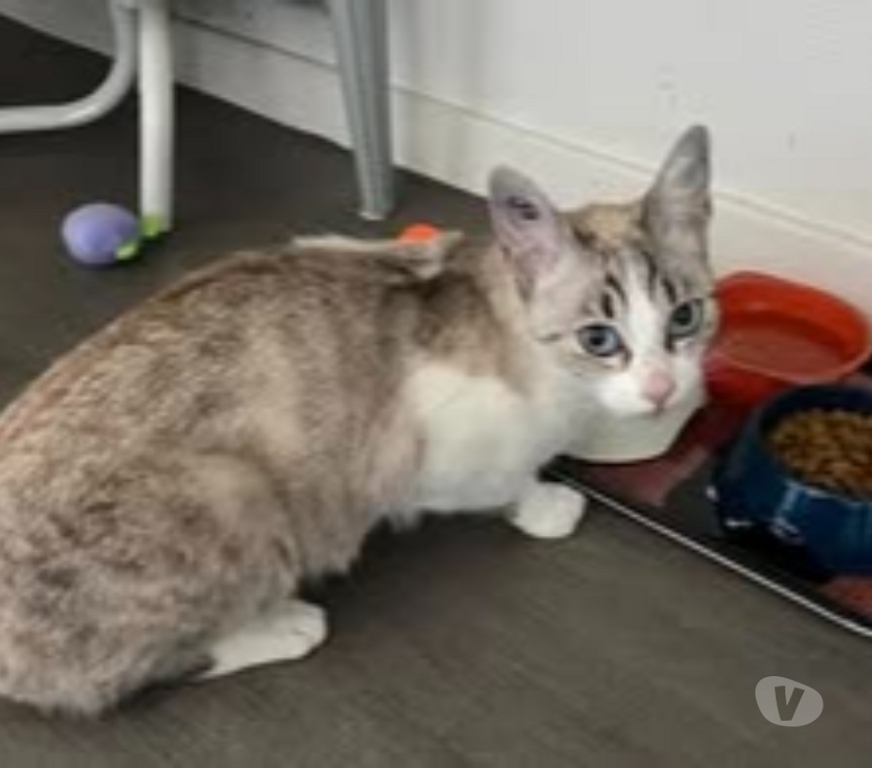 Don animaux Drôme Bourg les Valence - 26500 - Photos Vivastreet Chat CELESTE à l adoption