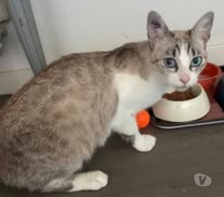 Don animaux Drôme Bourg les Valence - 26500 - Photos Vivastreet Chat CELESTE à l adoption
