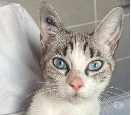 Adoption animaux Bourg les Valence Drôme - Photos Vivastreet Chat CELESTE à l adoption
