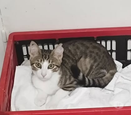 Don Alboussiere Ardèche - Photos Vivastreet Chat BELLA à l adoption