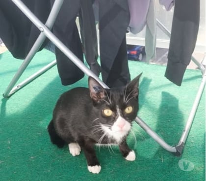 Don animaux Alboussiere Ardèche - Photos Vivastreet Chat MILO à l adoption