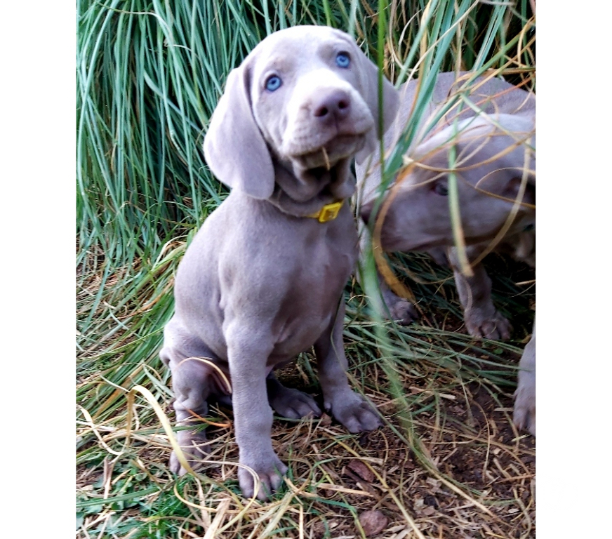 Vente Indre Bommiers - 36120 - Photos Vivastreet Chiots Braque de Weimar