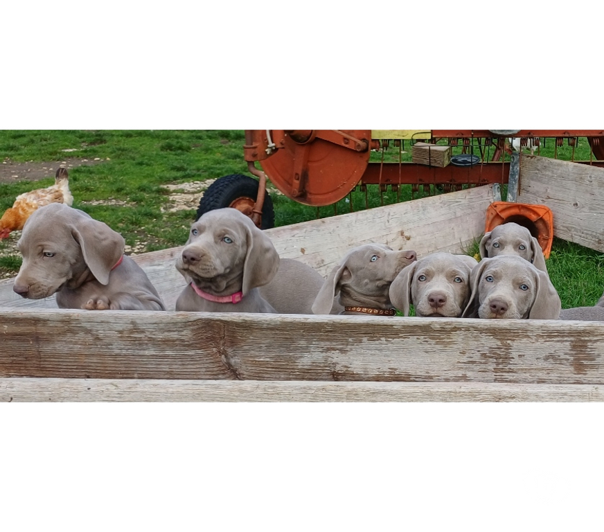 Vente Indre Bommiers - 36120 - Photos Vivastreet Chiots Braque de Weimar