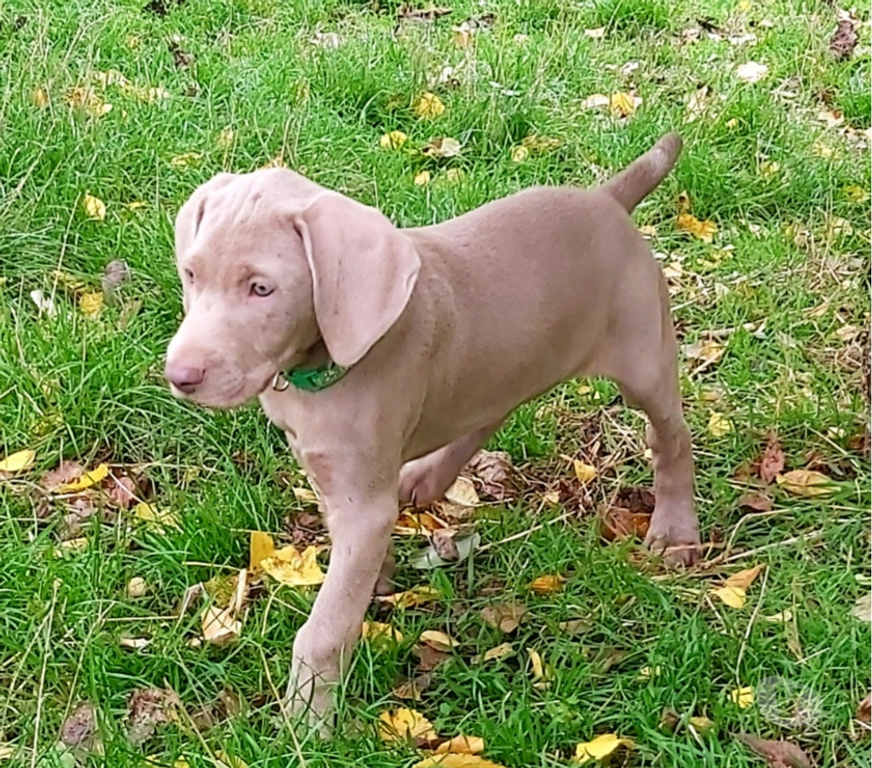 Vente Indre Bommiers - 36120 - Photos Vivastreet Chiots Braque de Weimar