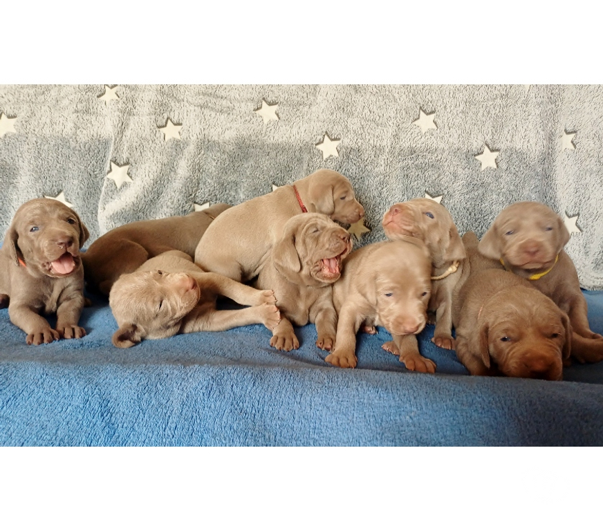 Vente Indre Bommiers - 36120 - Photos Vivastreet Chiots Braque de Weimar