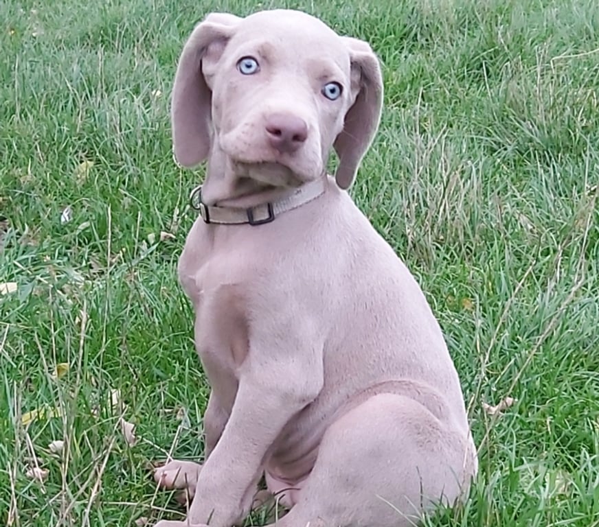 Vente Indre Bommiers - 36120 - Photos Vivastreet Chiots Braque de Weimar