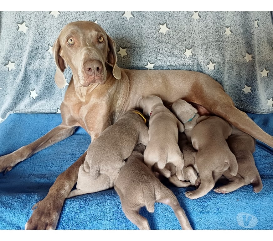 Vente Indre Bommiers - 36120 - Photos Vivastreet Chiots Braque de Weimar