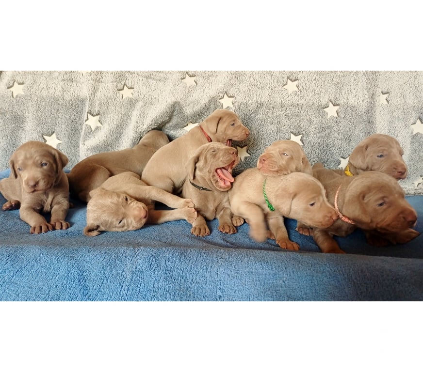 Vente Indre Bommiers - 36120 - Photos Vivastreet Chiots Braque de Weimar