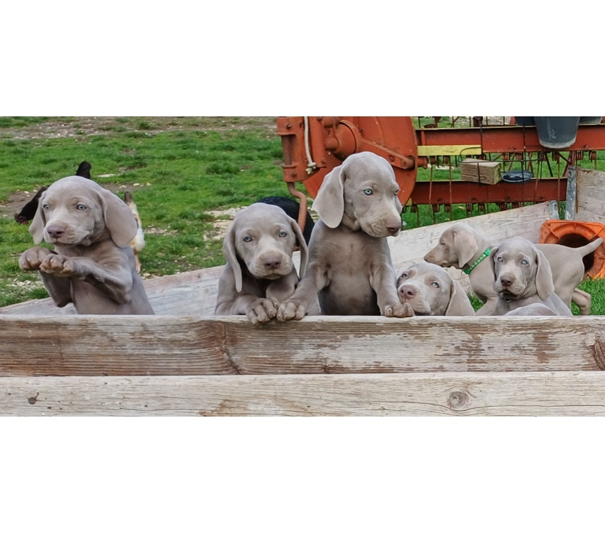 Vente Indre Bommiers - 36120 - Photos Vivastreet Chiots Braque de Weimar