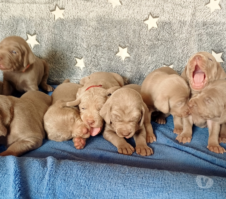 Vente Indre Bommiers - 36120 - Photos Vivastreet Chiots Braque de Weimar