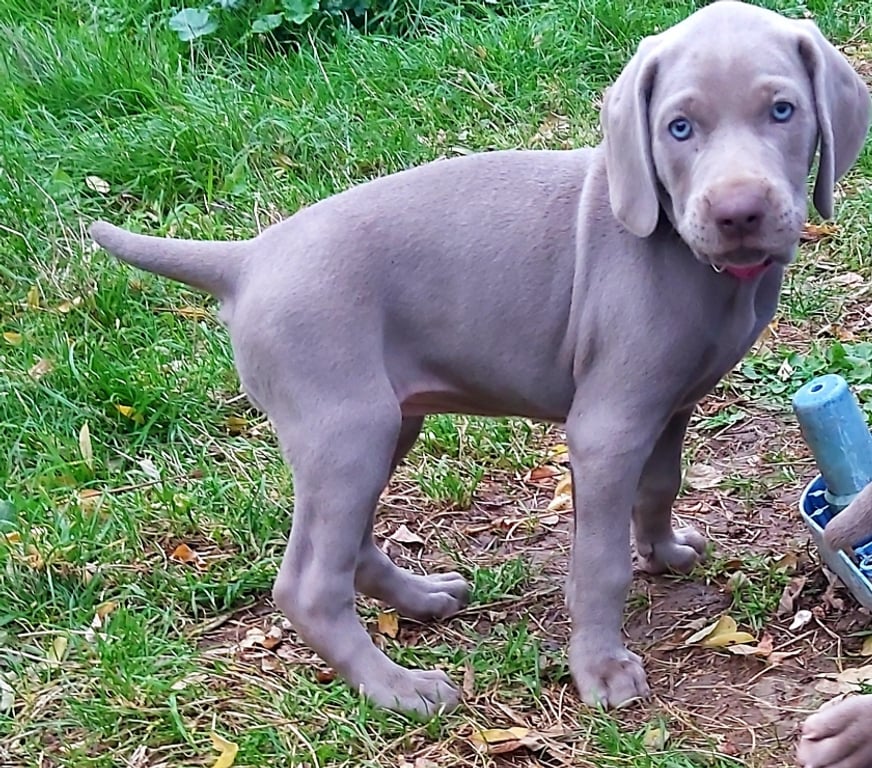 Vente Indre Bommiers - 36120 - Photos Vivastreet Chiots Braque de Weimar