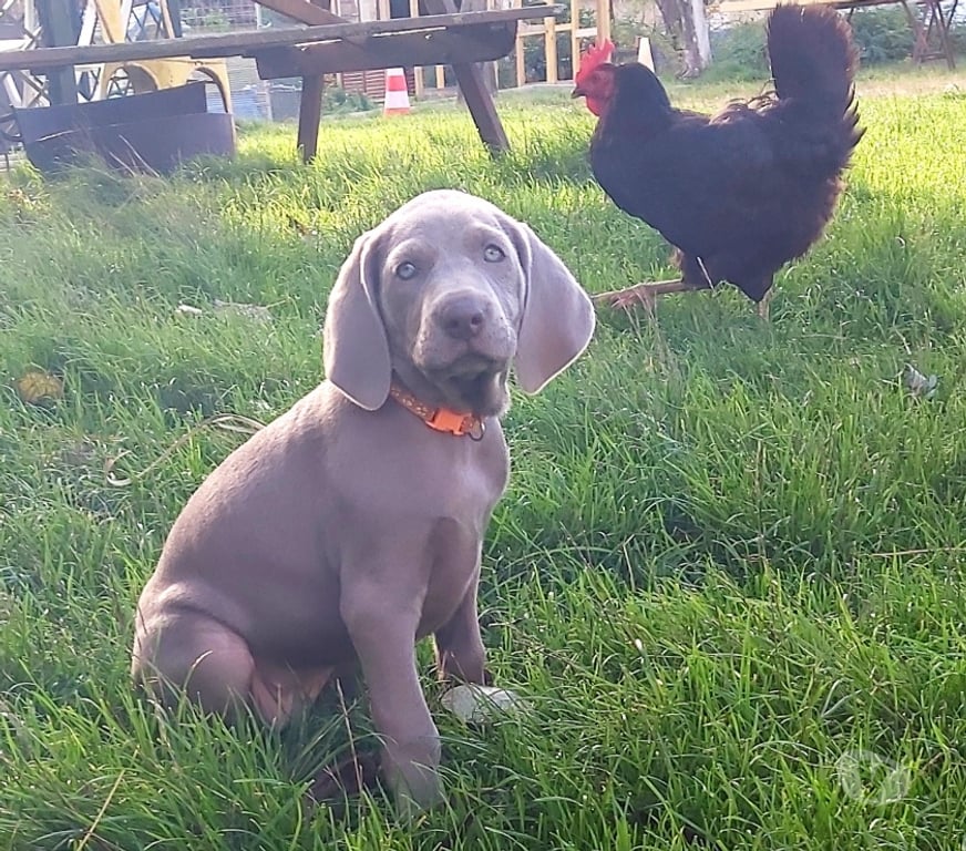 Vente Indre Bommiers - 36120 - Photos Vivastreet Chiots Braque de Weimar