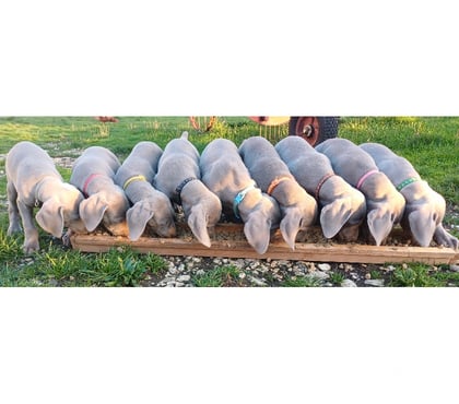 Vente animaux Bommiers Indre - Photos Vivastreet Chiots Braque de Weimar