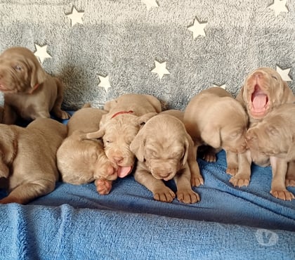 Vente animaux Bommiers Indre - Photos Vivastreet Chiots Braque de Weimar