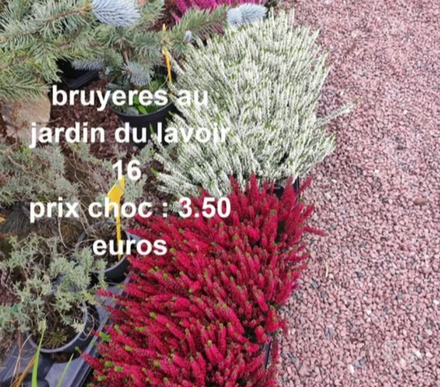 Charente St Yrieix sur Charente - 16710 - Photos Vivastreet bruyeres au jardin du lavoir 16