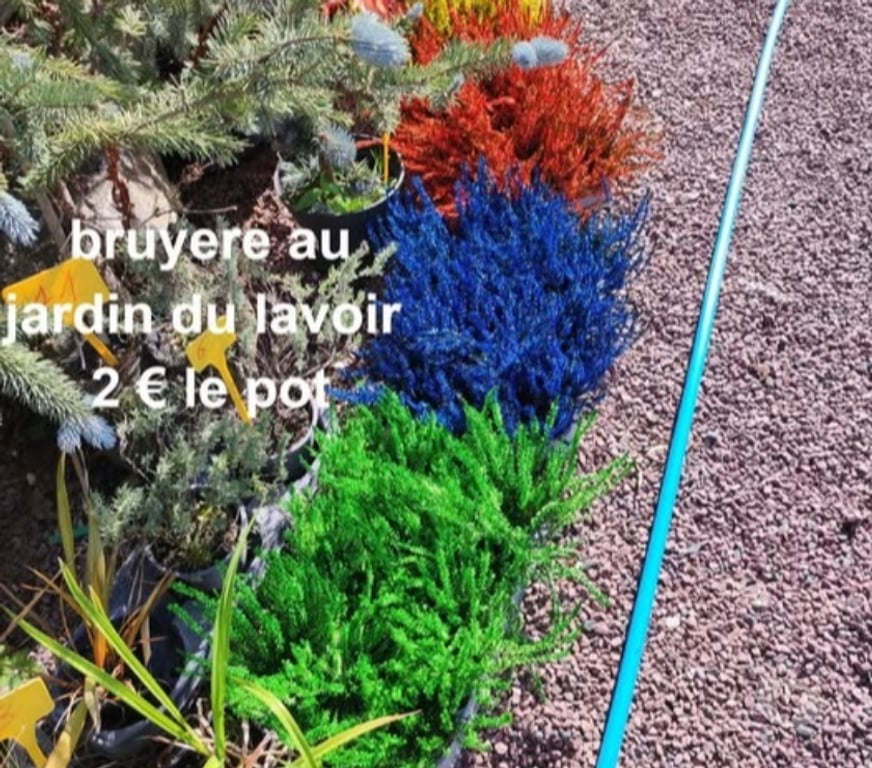 Charente St Yrieix sur Charente - 16710 - Photos Vivastreet bruyeres au jardin du lavoir 16